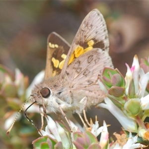 Trapezites phigalioides at Theodore, ACT - 2 Oct 2024