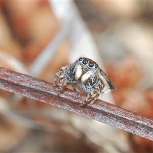 Maratus chrysomelas at Theodore, ACT - 2 Oct 2024 01:48 PM