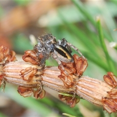 Maratus chrysomelas at Theodore, ACT - 2 Oct 2024