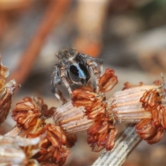 Maratus chrysomelas at Theodore, ACT - 2 Oct 2024 01:48 PM