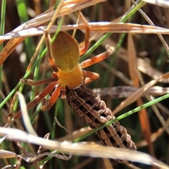 Neosparassus patellatus (Tasmanian Badge Huntsman) at Dry Plain, NSW - 22 Sep 2024 by AndyRoo