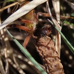 Proteuxoa (genus) at Dry Plain, NSW - 22 Sep 2024