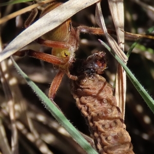 Proteuxoa (genus) at Dry Plain, NSW - 22 Sep 2024