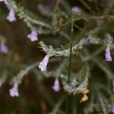 Eremophila subangustifolia (Narrow-leaf Eremophila) by MichaelBedingfield