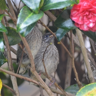 Anthochaera chrysoptera (Little Wattlebird) at Jamberoo, NSW - 2 Oct 2024 by plants