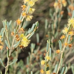 Acacia flexifolia (Bent-leaf Wattle) at Wodonga, VIC - 31 Aug 2024 by KylieWaldon