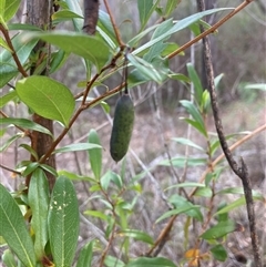 Billardiera heterophylla (Western Australian Bluebell Creeper) at Reid, ACT - 2 Oct 2024 by ICrawford