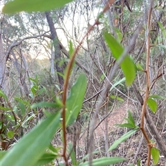 Billardiera heterophylla at Reid, ACT - 2 Oct 2024 05:22 PM