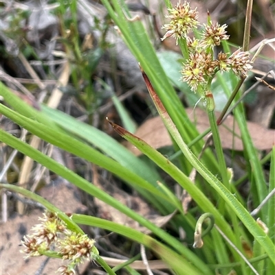 Luzula meridionalis (Common Woodrush) at Windellama, NSW - 2 Oct 2024 by JaneR