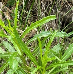 Senecio diaschides (Erect Groundsel) at Windellama, NSW - 2 Oct 2024 by JaneR