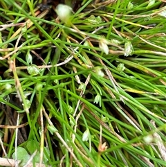 Isolepis sp. (Club-rush) at Windellama, NSW - 2 Oct 2024 by JaneR