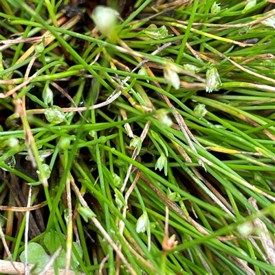 Isolepis sp. (Club-rush) at Windellama, NSW - 2 Oct 2024 by JaneR