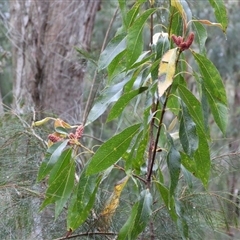 Xylomelum pyriforme (Woody Pear) at Oakdale, NSW - 3 Oct 2024 by bufferzone