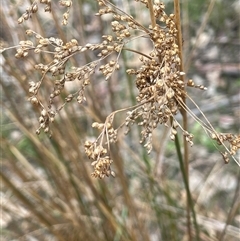 Juncus alexandri subsp. alexandri at Windellama, NSW - 2 Oct 2024 by JaneR