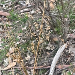 Juncus alexandri subsp. alexandri at Windellama, NSW - 2 Oct 2024 02:20 PM