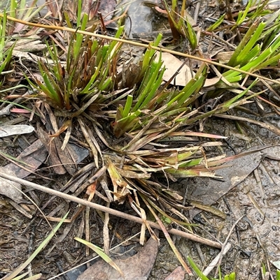 Juncus fockei (A Rush) at Windellama, NSW - 2 Oct 2024 by JaneR