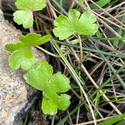 Hydrocotyle sibthorpioides (A Pennywort) at Windellama, NSW - 2 Oct 2024 by JaneR