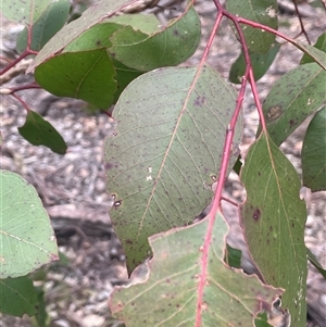 Eucalyptus amplifolia subsp. amplifolia at Windellama, NSW - 2 Oct 2024 02:26 PM