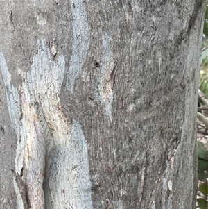 Eucalyptus amplifolia subsp. amplifolia at Windellama, NSW - 2 Oct 2024 02:26 PM