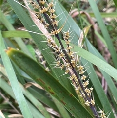 Lomandra longifolia (Spiny-headed Mat-rush, Honey Reed) at Windellama, NSW - 2 Oct 2024 by JaneR