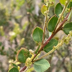 Acacia aureocrinita (A Wattle) at Windellama, NSW - 2 Oct 2024 by JaneR