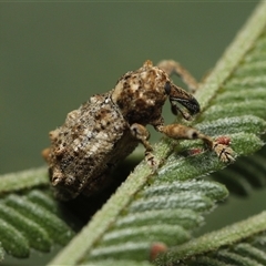 Orthorhinus cylindrirostris (Elephant Weevil) at Eaglemont, VIC - 28 Sep 2024 by martinl