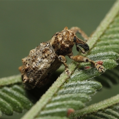 Orthorhinus cylindrirostris (Elephant Weevil) at Eaglemont, VIC - 28 Sep 2024 by martinl