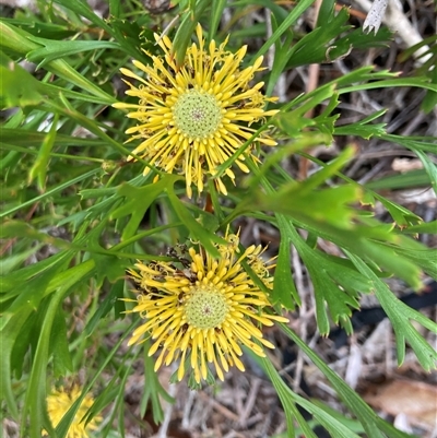 Isopogon anemonifolius (Common Drumsticks) at Fingal Bay, NSW - 2 Oct 2024 by MichaelWenke