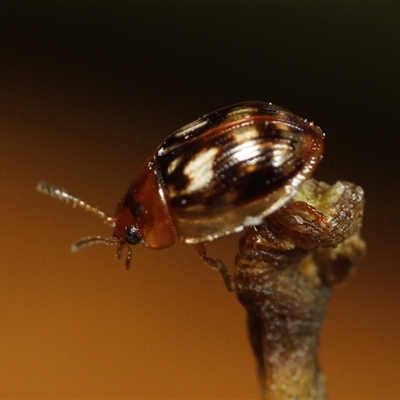 Peltoschema delicatulum (Leaf beetle) at Eaglemont, VIC - 28 Sep 2024 by martinl