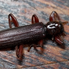 Eunatalis sp. (Genus) (A Clerid Beetle) at Eaglemont, VIC - 28 Sep 2024 by martinl