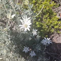 Actinotus helianthi (Flannel Flower) at Evans Head, NSW - 3 Oct 2024 by AliClaw
