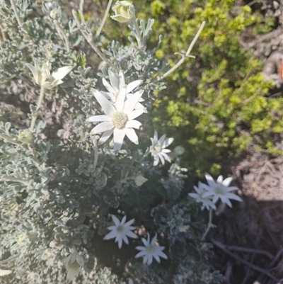 Actinotus helianthi (Flannel Flower) at Evans Head, NSW - 3 Oct 2024 by AliClaw