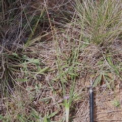 Romulea rosea var. australis (Onion Grass) at Harrison, ACT - 25 Sep 2024 by AndyRoo