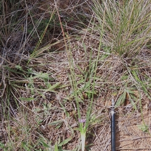 Romulea rosea var. australis at Harrison, ACT - 25 Sep 2024 11:42 AM