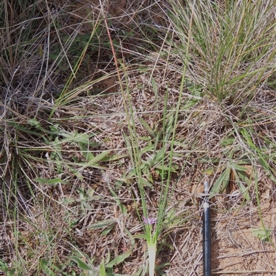 Romulea rosea var. australis (Onion Grass) at Harrison, ACT - 25 Sep 2024 by AndyRoo