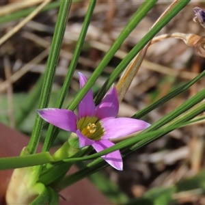 Romulea rosea var. australis at Harrison, ACT - 25 Sep 2024 11:42 AM