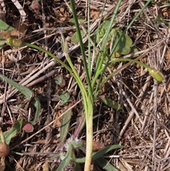 Romulea rosea var. australis at Harrison, ACT - 25 Sep 2024 11:42 AM