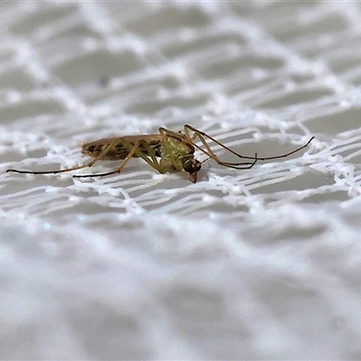 Chironomidae (family) (Non-biting Midge) at West Wodonga, VIC - 1 Sep 2024 by KylieWaldon