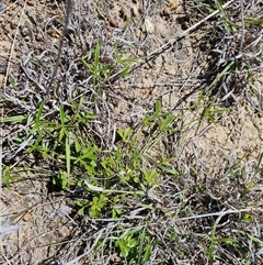 Cullen tenax (Tough Scurf-Pea) at Mawson, ACT - 3 Oct 2024 by Mike