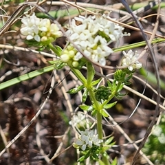 Asperula conferta (Common Woodruff) at Phillip, ACT - 3 Oct 2024 by Mike