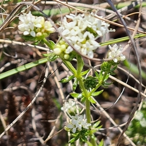 Asperula conferta at Phillip, ACT - 3 Oct 2024