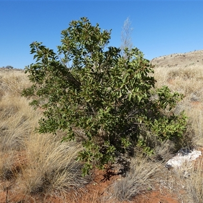 Clerodendrum floribundum (Lolly Bush, Lottery Tree) at Lake Mackay, NT - 27 Aug 2024 by Paul4K