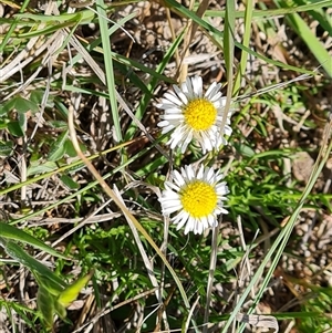 Calotis anthemoides at Phillip, ACT - 3 Oct 2024 11:47 AM