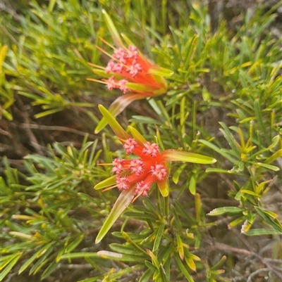 Lambertia formosa (Mountain Devil) at Evans Head, NSW - 3 Oct 2024 by AliClaw