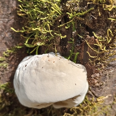 Unidentified Fungus at Upper Pappinbarra, NSW - 2 Oct 2024 by Brouhaha