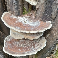 Unidentified Fungus at Upper Pappinbarra, NSW - 2 Oct 2024 by Brouhaha