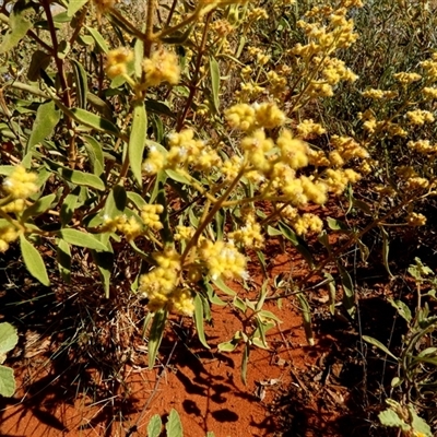 Dicrastylis exsuccosa (Rusty Sand-Sage) at Lake Mackay, NT - 27 Aug 2024 by Paul4K