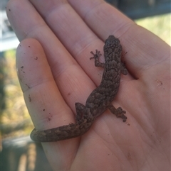 Christinus marmoratus (Southern Marbled Gecko) at Flynn, ACT - 3 Oct 2024 by rbannister