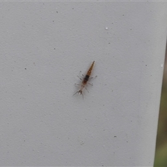 Neuroptera (order) (Unidentified lacewing) at Lyons, ACT - 2 Oct 2024 by ran452