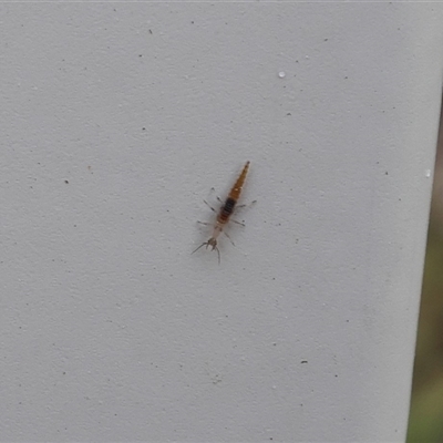 Neuroptera (order) (Unidentified lacewing) at Lyons, ACT - 3 Oct 2024 by ran452